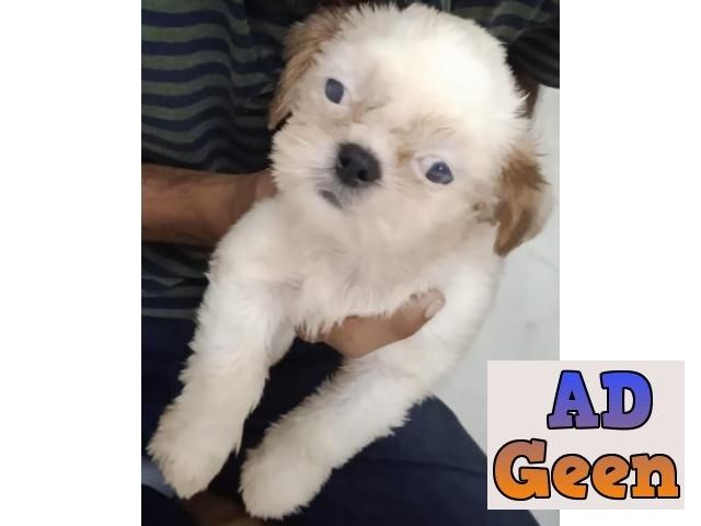 used ShihTzhu ToyBreed female puppy for sale for sale 